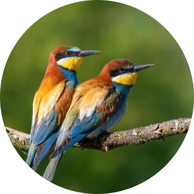 Birds_1